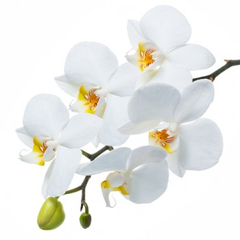 Стол обеденный Танго белый/Орхидея в Чулыме - chulym.mebel54.com | фото